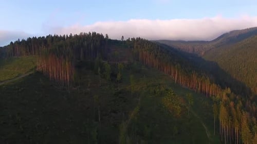 Entwaldung. Drohnenaufnahme des zerstörten Waldes in der Ukraine.