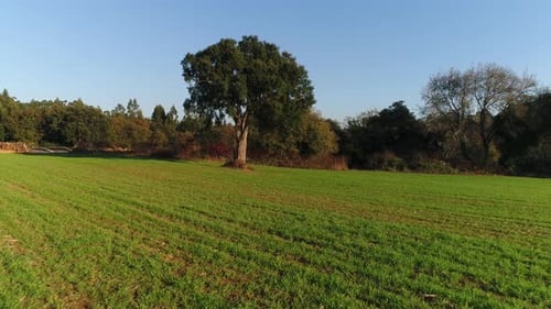 Tree on Green Field