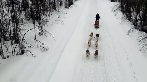 Drone Aerial View of Dogsledding Handler with Team of Trained Husky Dogs Mountain Pass Husky Dog