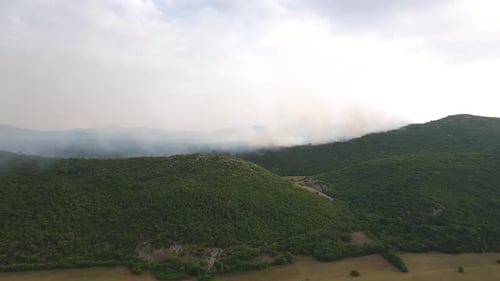 Burning Forest