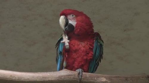 Animal