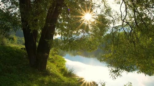 Sonnenstrahlen erhellen die Baumstämme im Wald