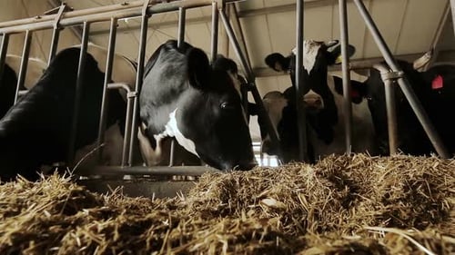 Cows on the Farm During Feeding