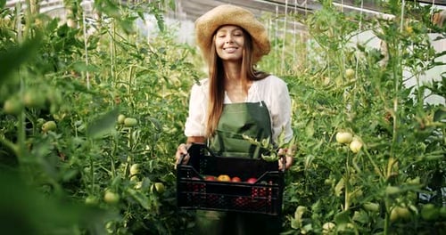 Happy Woman Harvesting Tomatoes in Greenhouse