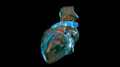 Human Heart