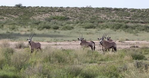Gemsbok, Oryxgazelle in Kalahari