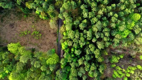 Top down view of green trees in spring, Poland
