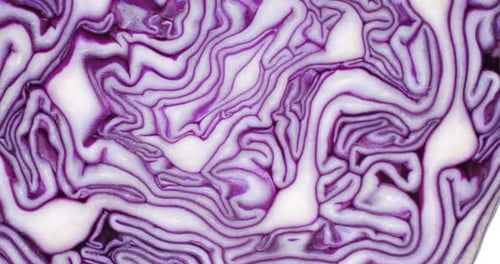 Abstract Close-Up of Cut Purple Cabbage