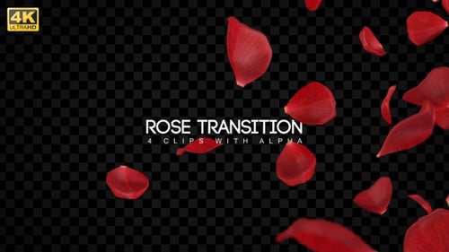 Elegant Red Rose Petal Falling and Rising Transition