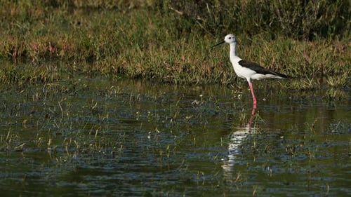 Stelzenläufer mit schwarzen Flügeln, in der Camargue, Frankreich.
