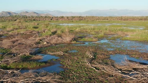 Dry fallen trees with bare branches in a marsh wetland and floodplain - Montenegro nature