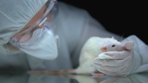 Lab Rat Held by Gloved Researcher