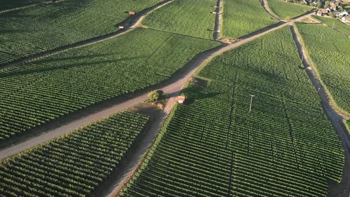 Reihen von Weinbergen