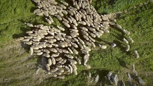 Aerial view of the sheep herd moving around on farmland in Greece.