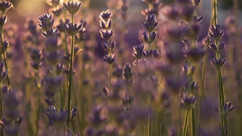 Purple Levandule Flowers Field or Meadow in Sunset Lights