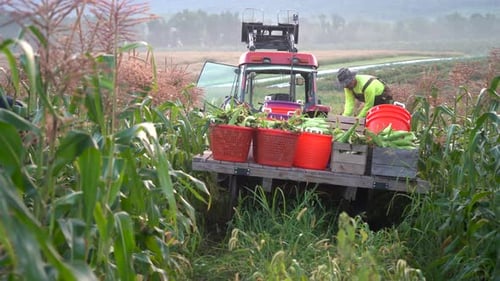 Harvesting Corn in a Rural Farm Field