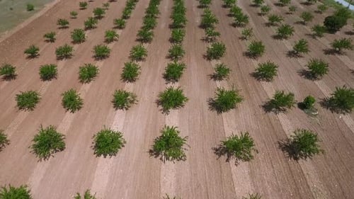 Rows Of Trees