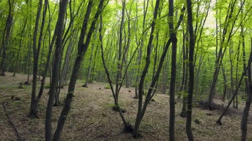 Walking Through Forest Path In Vast Pine green tree trunk , Pov Wandering at Forest pattern Summer B