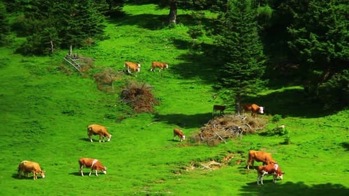 Cows Grazing on Green Pasture in Rural Landscape