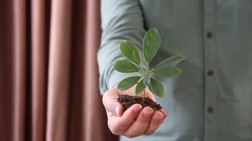 Plant on Hand
