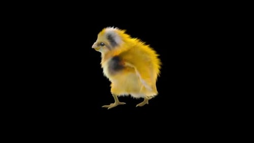 Realistic Fluffy Yellow Chick Walking Animation Loop