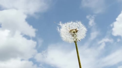 Breeze bläst weiche weiße Samen einer Löwenzahnblüte gegen den Himmel