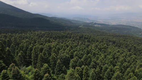 Wald-Bäume