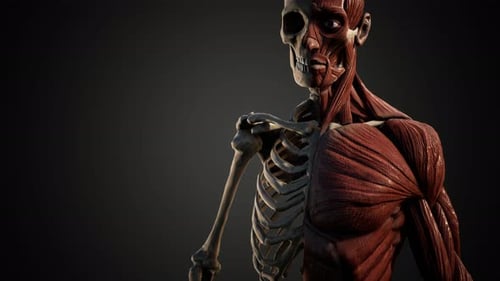 Rotating 3D Human Anatomy with Skeleton and Muscles