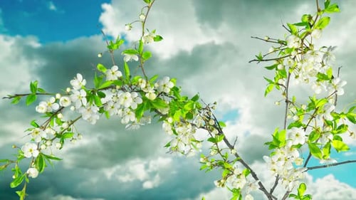 The tree blooms and fades, time-lapse