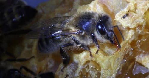 European Honey Bee, apis mellifera, Black bee licking Honey, Normandy, Real Time 4K