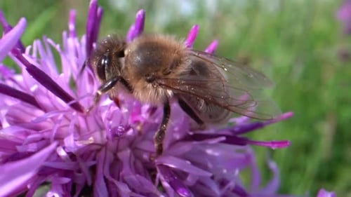 Fleißige Honigbiene, die Nektar von Pink Purple Flower sammelt - Makroansicht