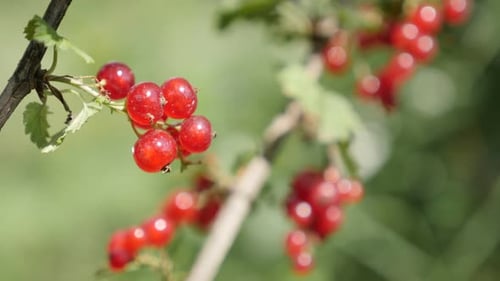 Delicious Red Currants Growing on Branch