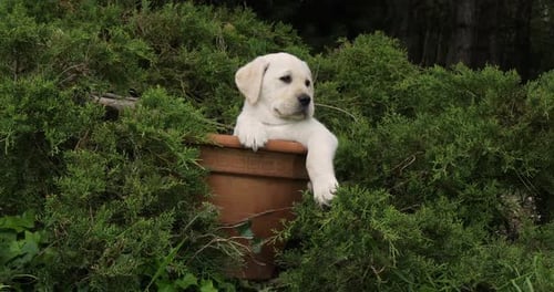 Yellow Labrador Retriever, Puppy Playing in a Flowerpot, Normandy, Slow Motion 4K