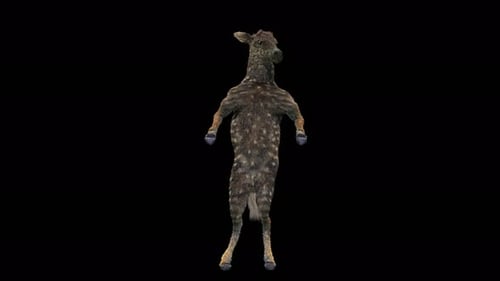 3D Animated Animal Creature Dancing Upright Loop