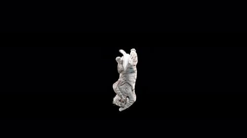 White Tiger Dancing 4K