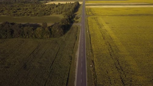 The Road Among the Fields