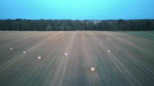 Aerial Landscape, Flight Over Agricultural Fields With Rolls of Hay Packed at Sunrise. 4K Video