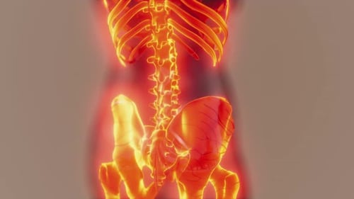 3D Animation of Glowing Human Skeleton Spine and Pelvis