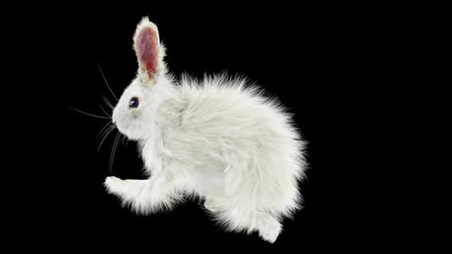 66 Rabbit Sword And Shield Run HD