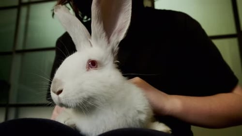 White Rabbit Being Gently Stroked Indoors