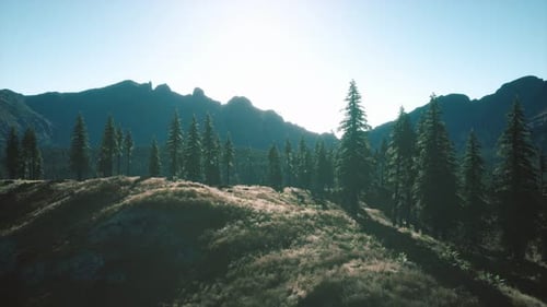 Trees on Meadow Between Hillsides with Conifer Forest