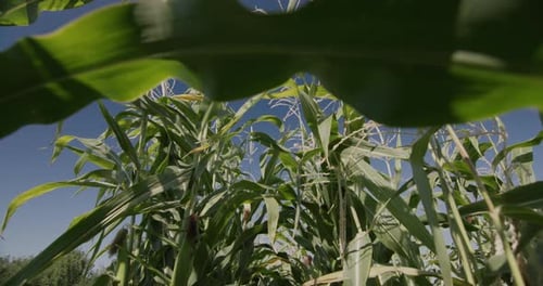 Hohe Maisstängel in einem Feld gegen den blauen Himmel