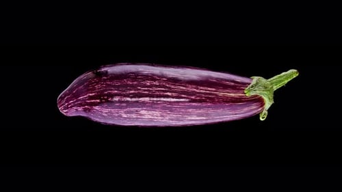 Fresh Striped Eggplant Rotating on Black Background