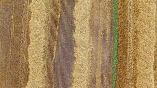 Top View of Yellow Field.