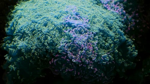 Vibrant Coral Reef Thriving Underwater