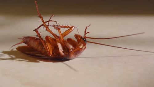 Cafard couché à l'envers sur le sol dans la maison et essayant de se lever et de se tenir debout de près, coq de la maison