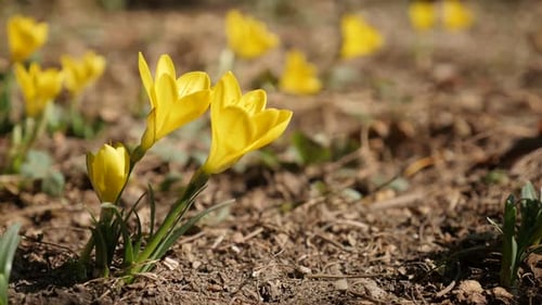 Autumn blossom of lily-of-the-field close-up 1080p FullHD footage - Yellow crocus plant details s