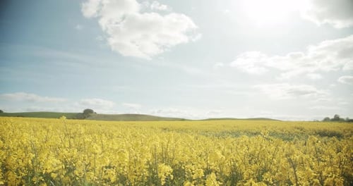 Lush Green Fields Beyond Yellow Canola Fields