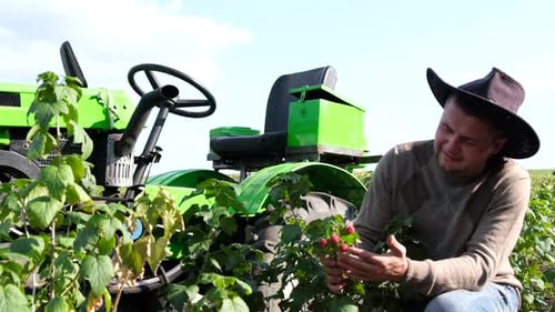 A Male Agronomist Inspects the Harvest of Ripe Raspberries Holding Raspberries in His Hands