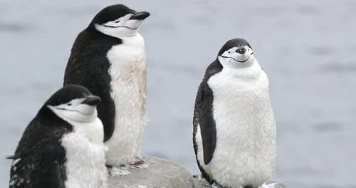 Pinguins com alça de queixo